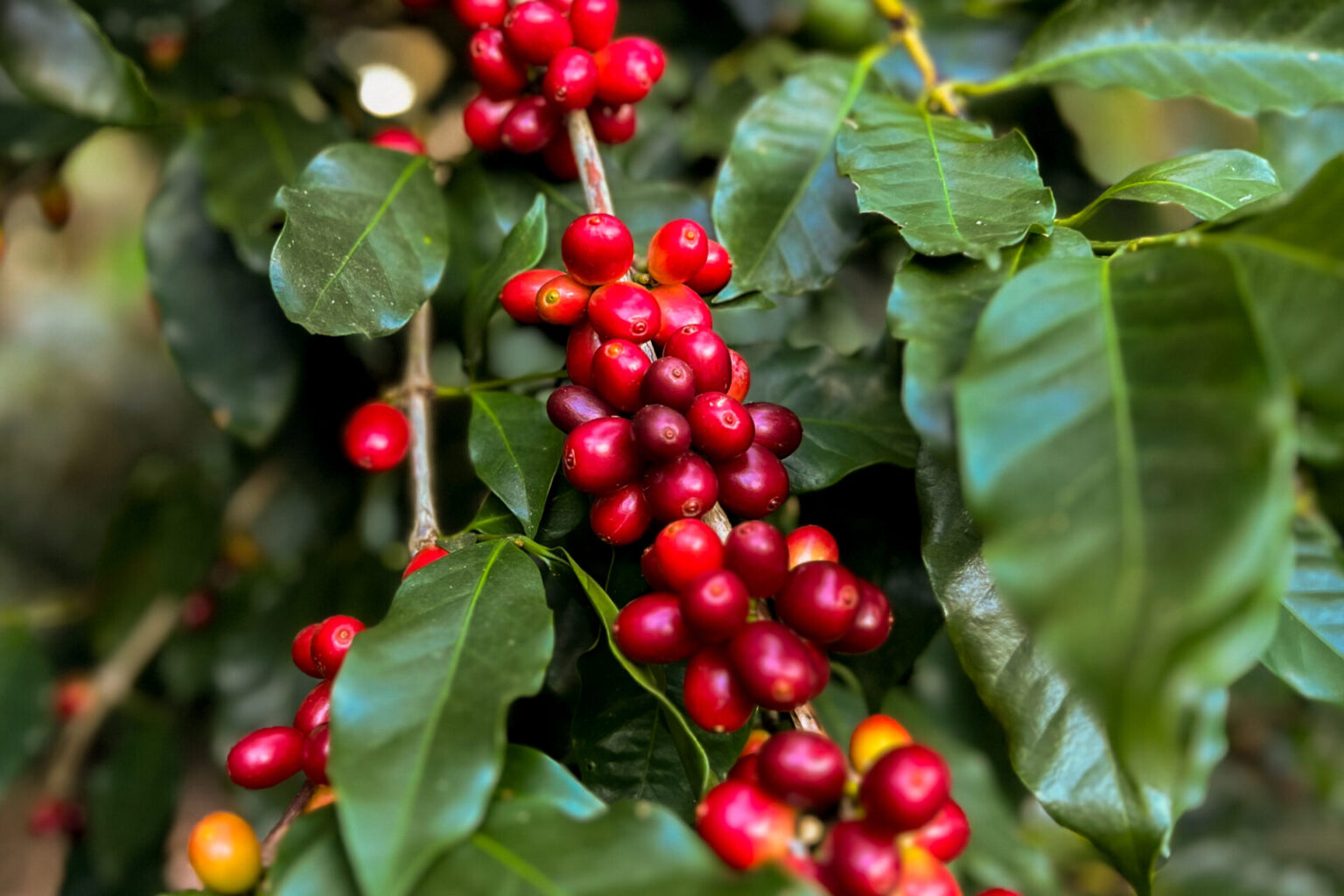 TRC USA x Black Dog Coffee Roasters TRAVELER'S COMPANY USA