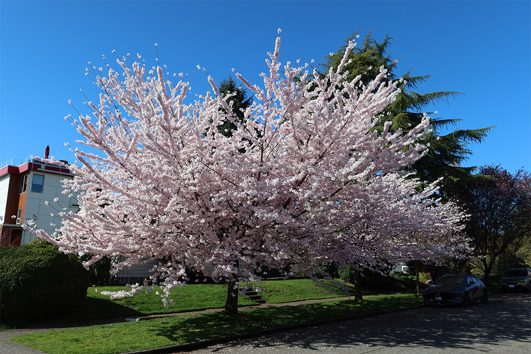 Cherry blossom tree in full bloom.