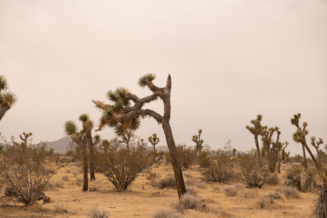 A large Joshua Tree in the Joshua Tree Desert in California.