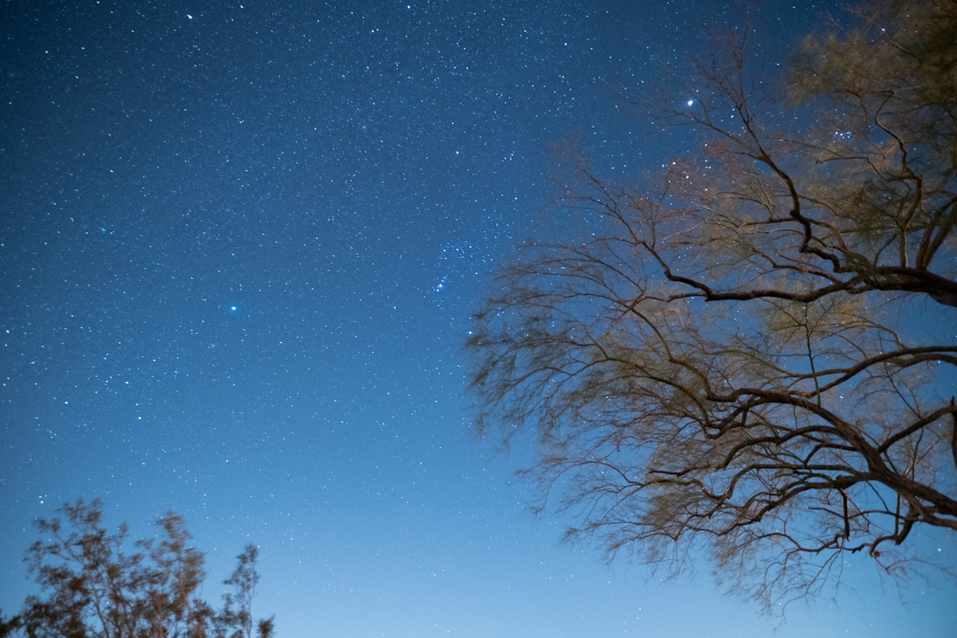 Photo of the night sky filled with stars with a tree on the side.