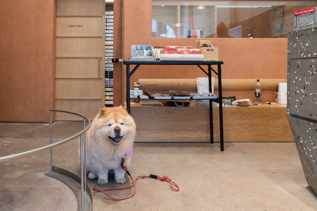 A chow chow dog posing in front of the TRC USA pop-up at JINS Abbot Kinney.